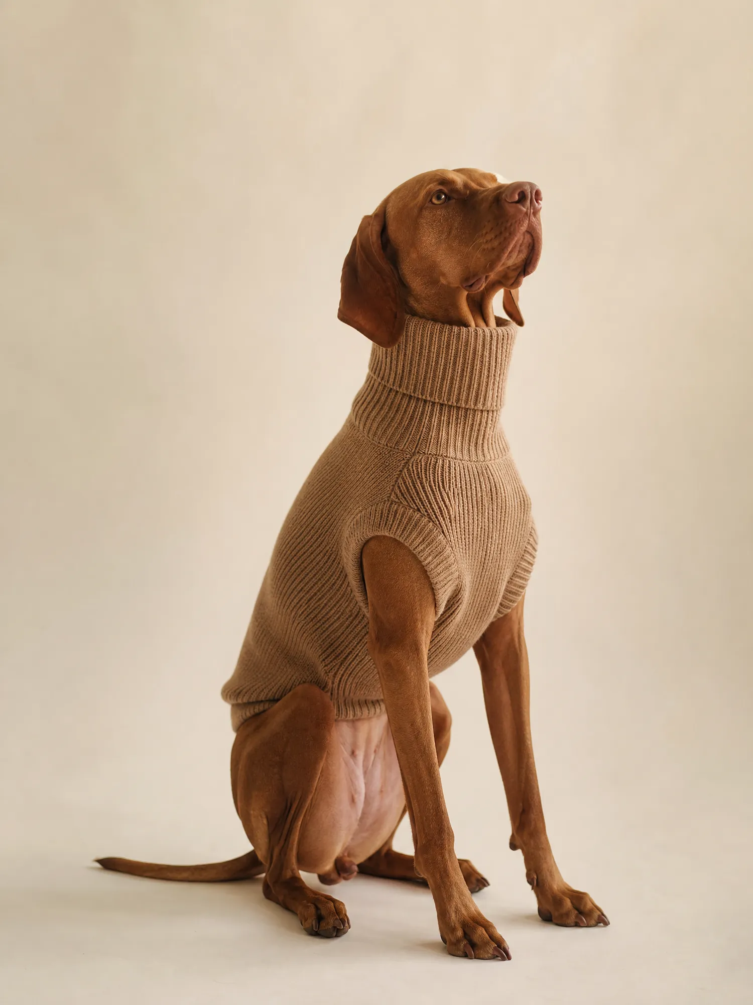 Vizsla