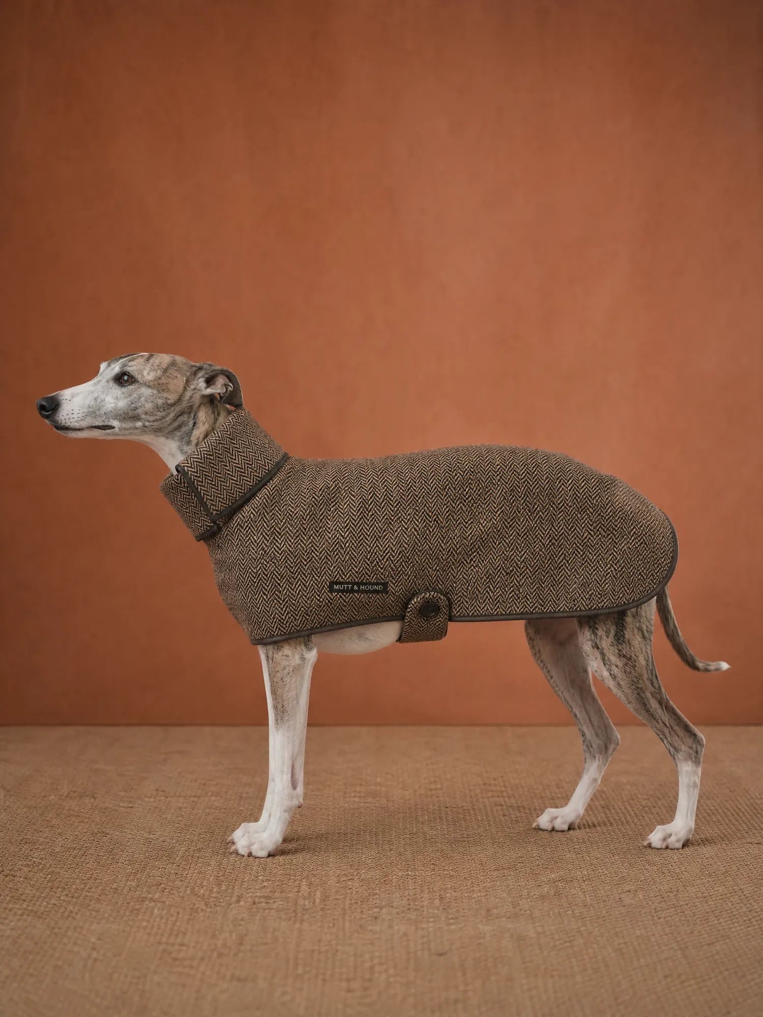 Which dogs need a coat