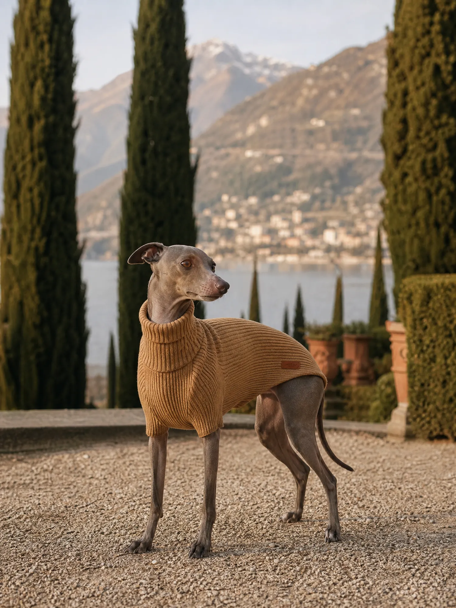 An Italian Greyhound by Lake Como