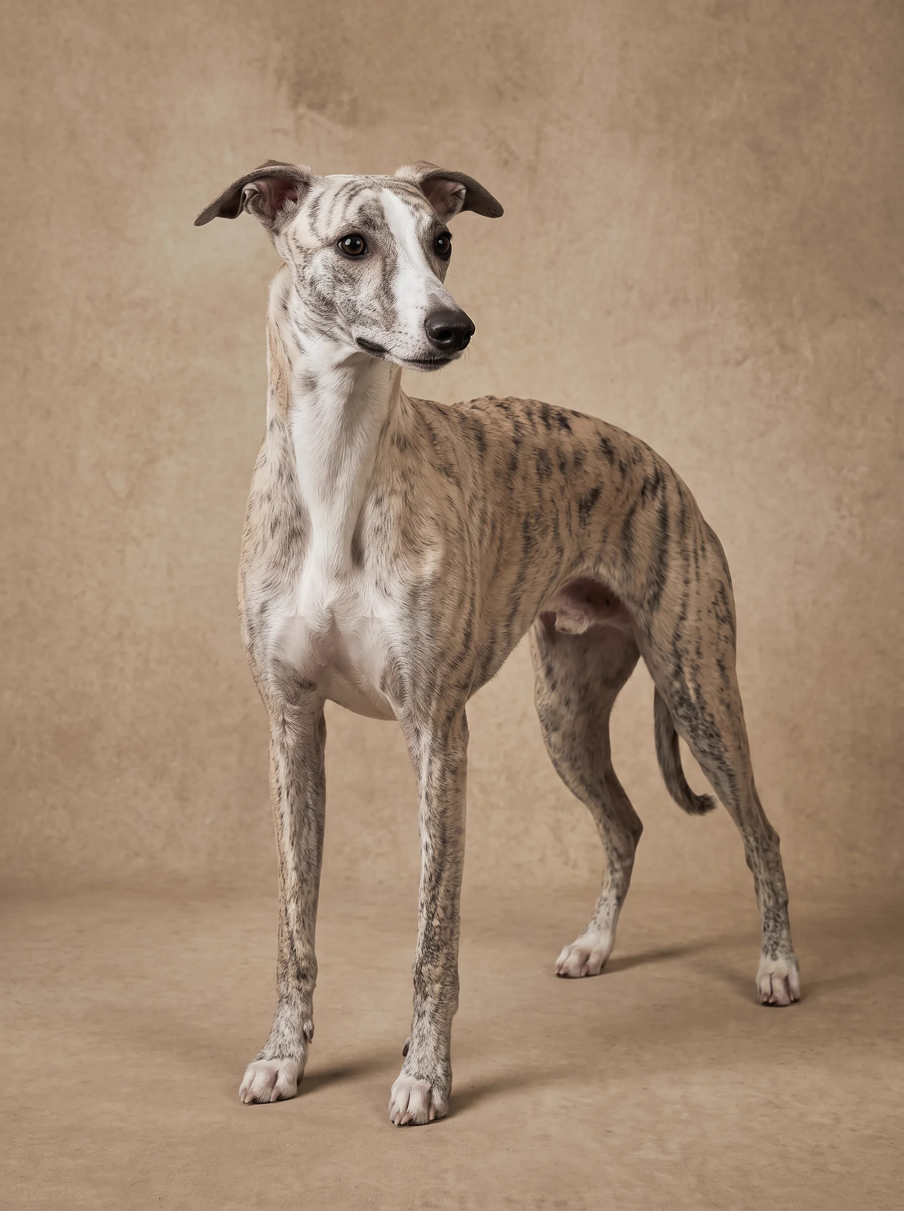 An eight-month-old adolescent whippet standing alert