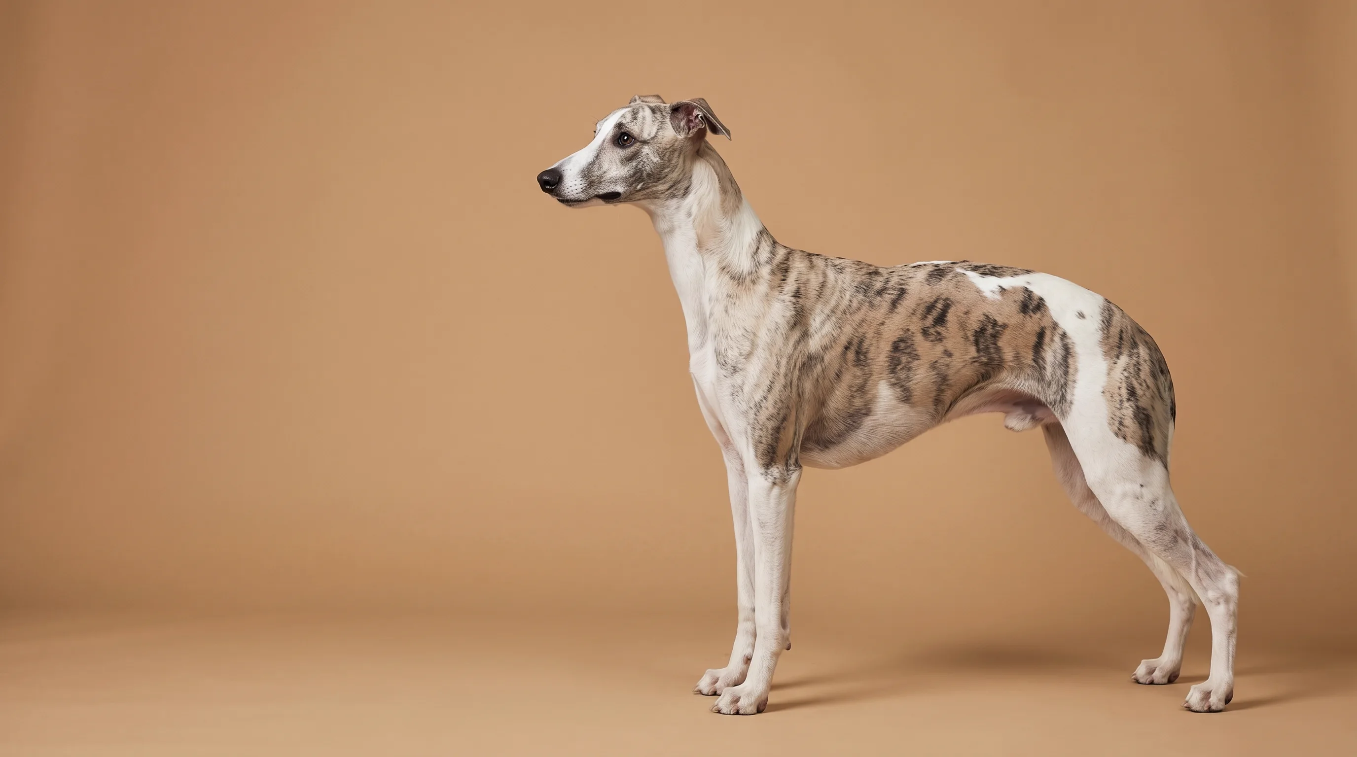 Raising a Whippet — the owner's guide