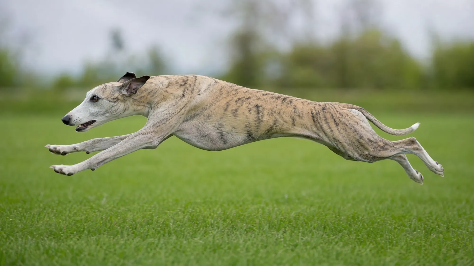 A whippet running
